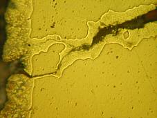 microsection